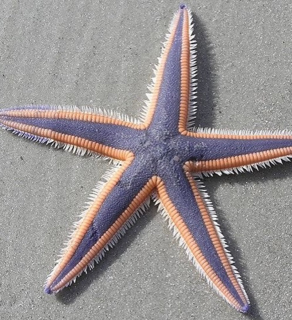 Royal Starfish Mini